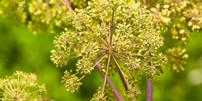 Angelica medicine plant and food, a closeup of the flower.